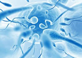 Men’s Fertility Health